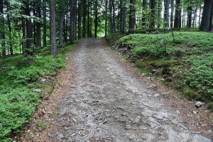 stará původní lesní cesta