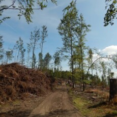 Po medvědích tlapkách: Ondřejník Po medvědích tlapkách: Ondřejník