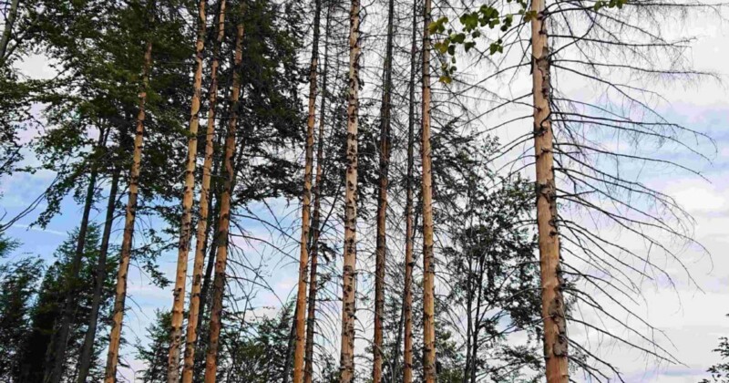 Po medvědích tlapkách: Ondřejník po kůrovci