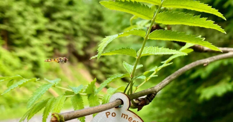 Soutěž Po medvědích tlapkách Soutěž Po medvědích tlapkách