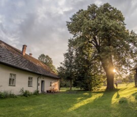 Lípa, kterou někdo jen tak nepřehlédne Lípa, kterou někdo jen tak nepřehlédne