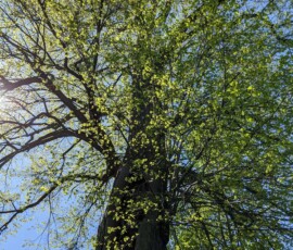 Lípa, kterou někdo jen tak nepřehlédne Lípa, kterou někdo jen tak nepřehlédne