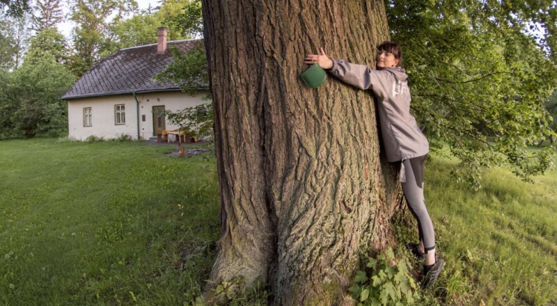 Lípa, kterou někdo jen tak nepřehlédne