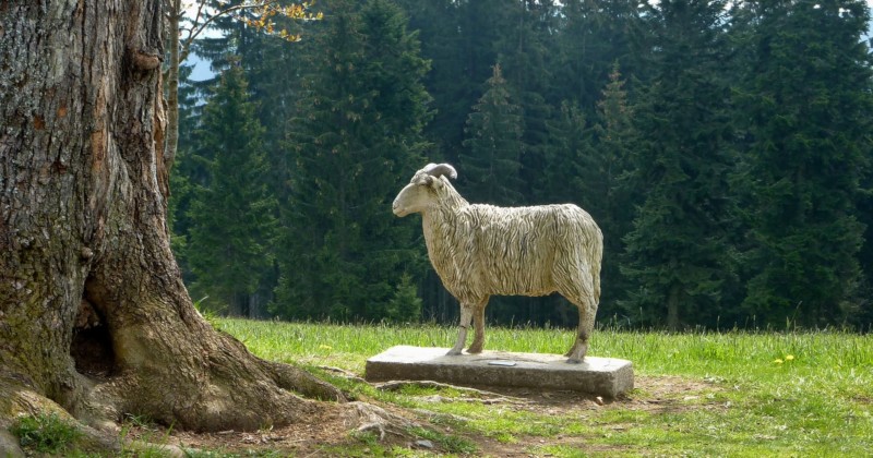 Pomník ovce valašky