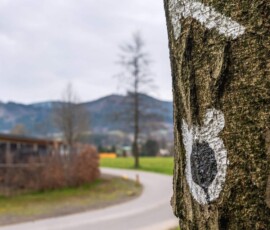 Cerna_stezka_medveditlapka